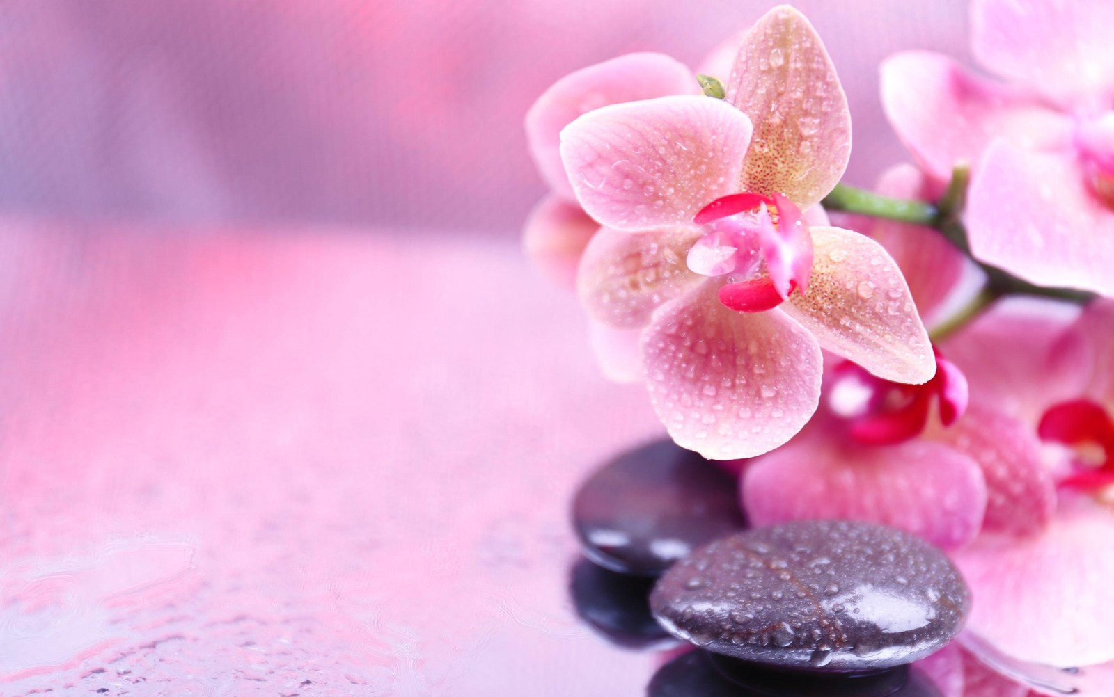 The Optimal Medical Spa
